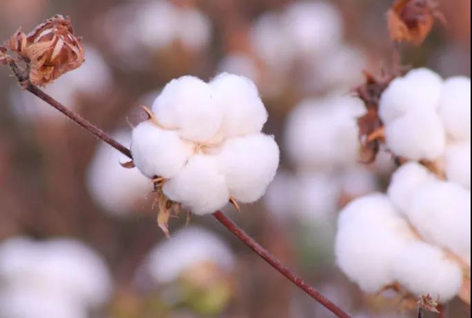 棉籽油精煉加工設備，企鵝機械提高油料綜合利用率(圖1)